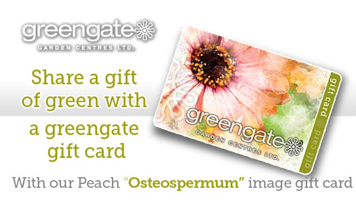 
                  
                    Peach "Osteospermum" Image - greengate Gardening Gift Card
                  
                